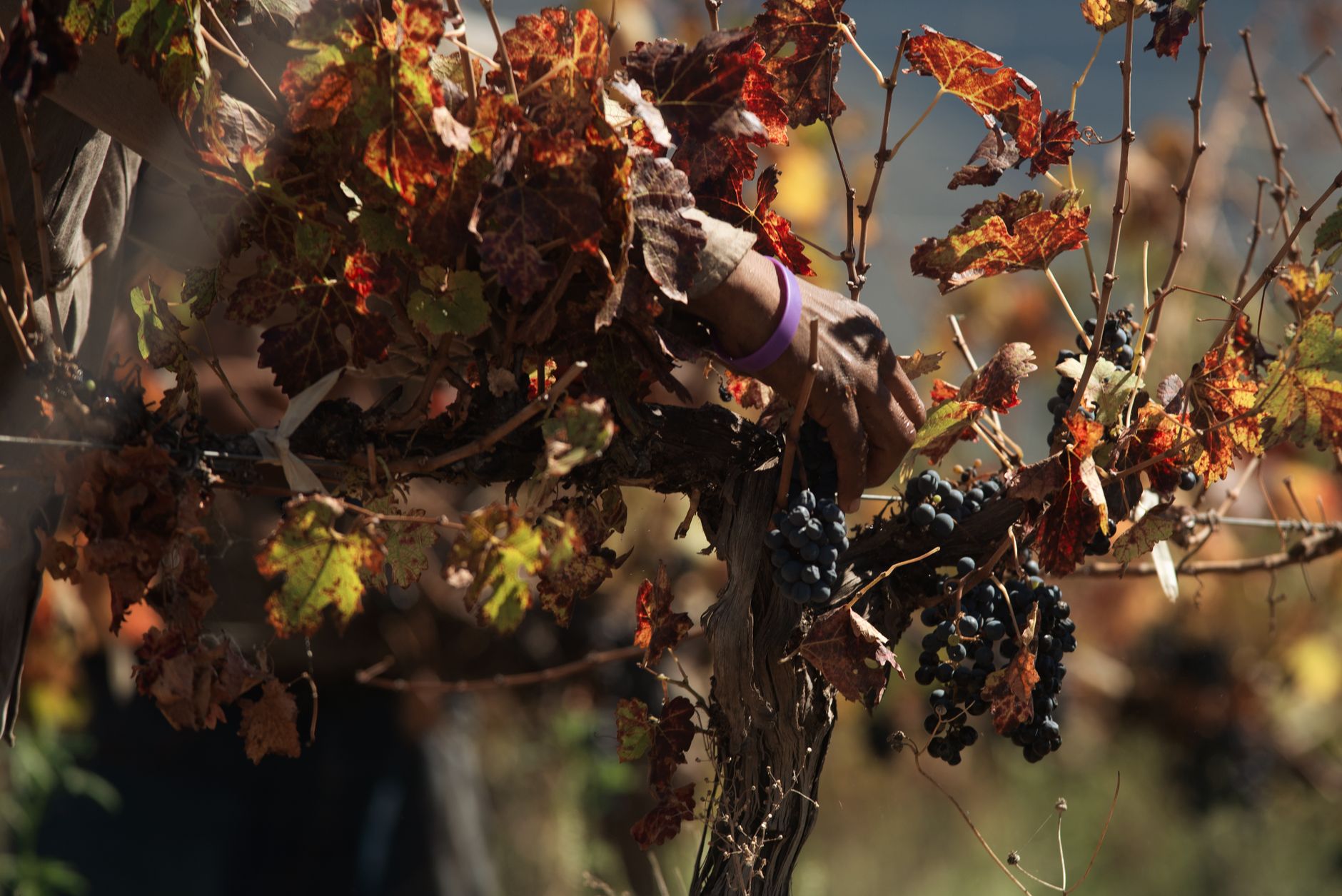 Tuscan Vineyard Harvest